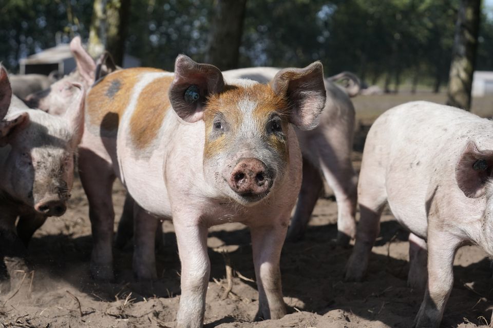 Dyrenes Beskyttelse kalder anbefalingerne fra borgerpanelet et markant opgør med den måde, Danmark producerer grise på. Dyrenes Beskyttelse